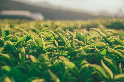 Japanese Matcha vs Chinese Tea: What’s the Difference?