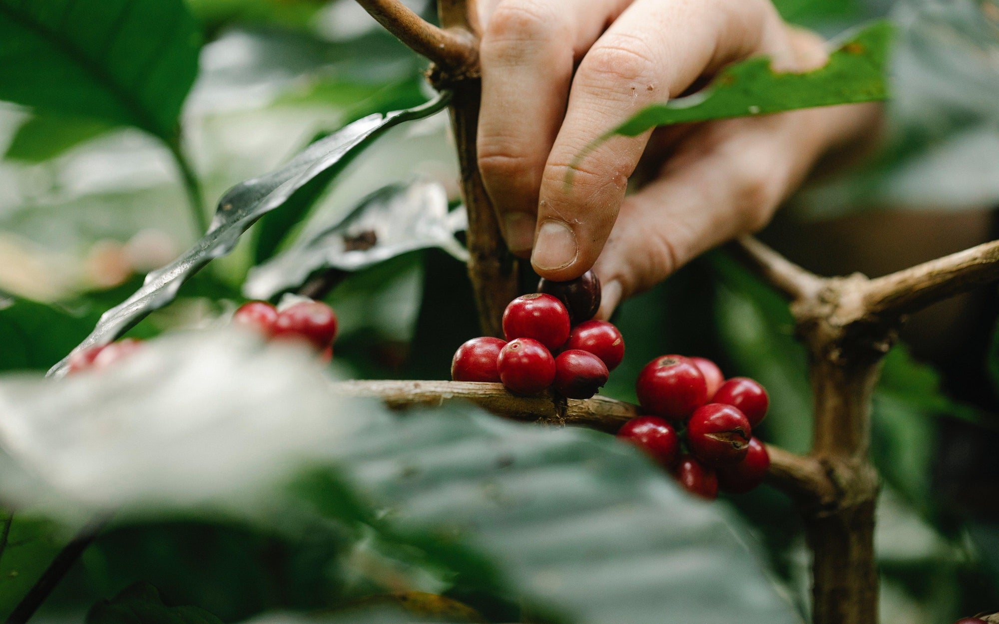Journey of Coffee Flavours. Part 1 : Sourcing - Forest Cloud