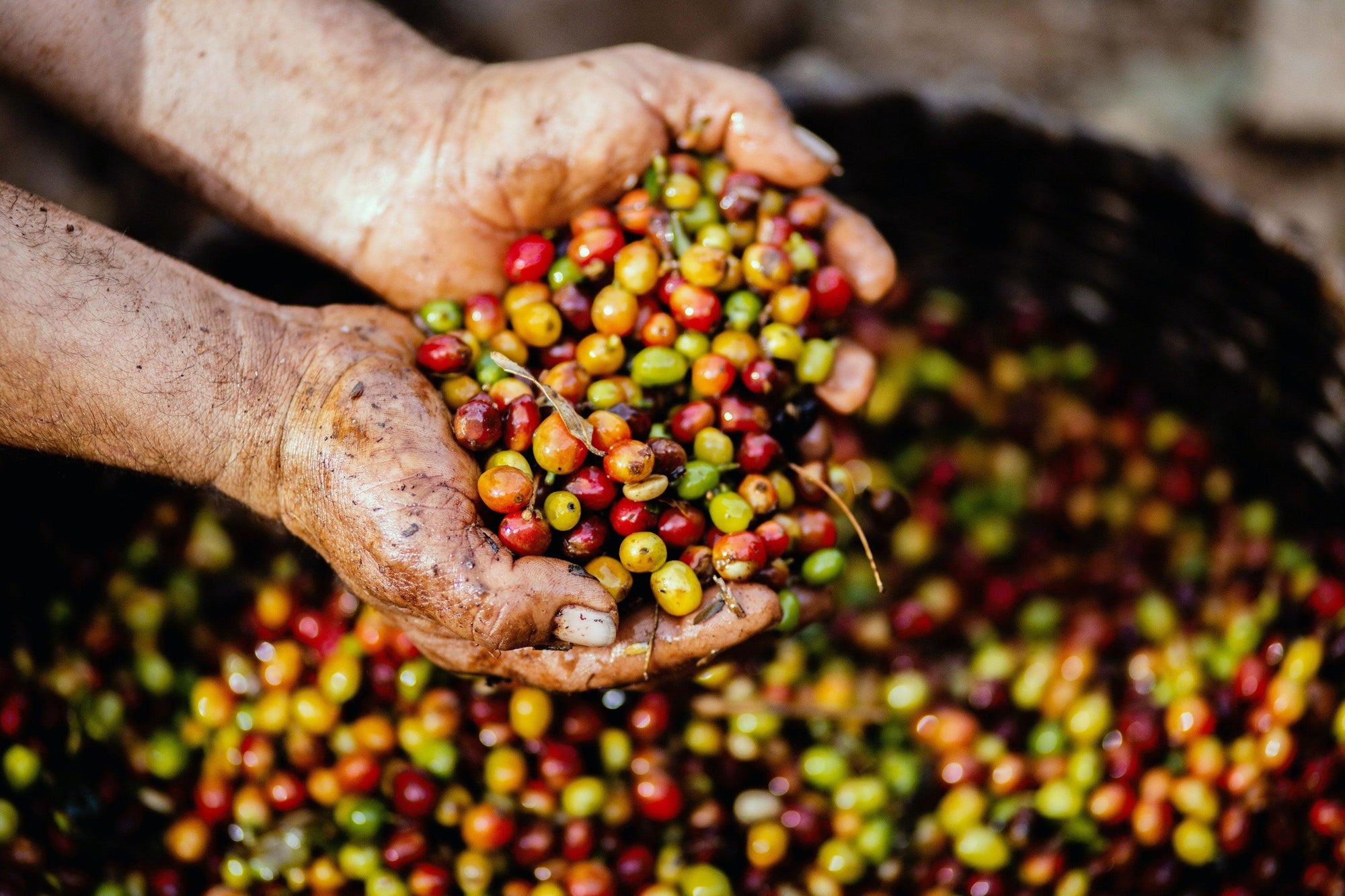 What is Anaerobic Fermentation In Coffee? - Forest Cloud