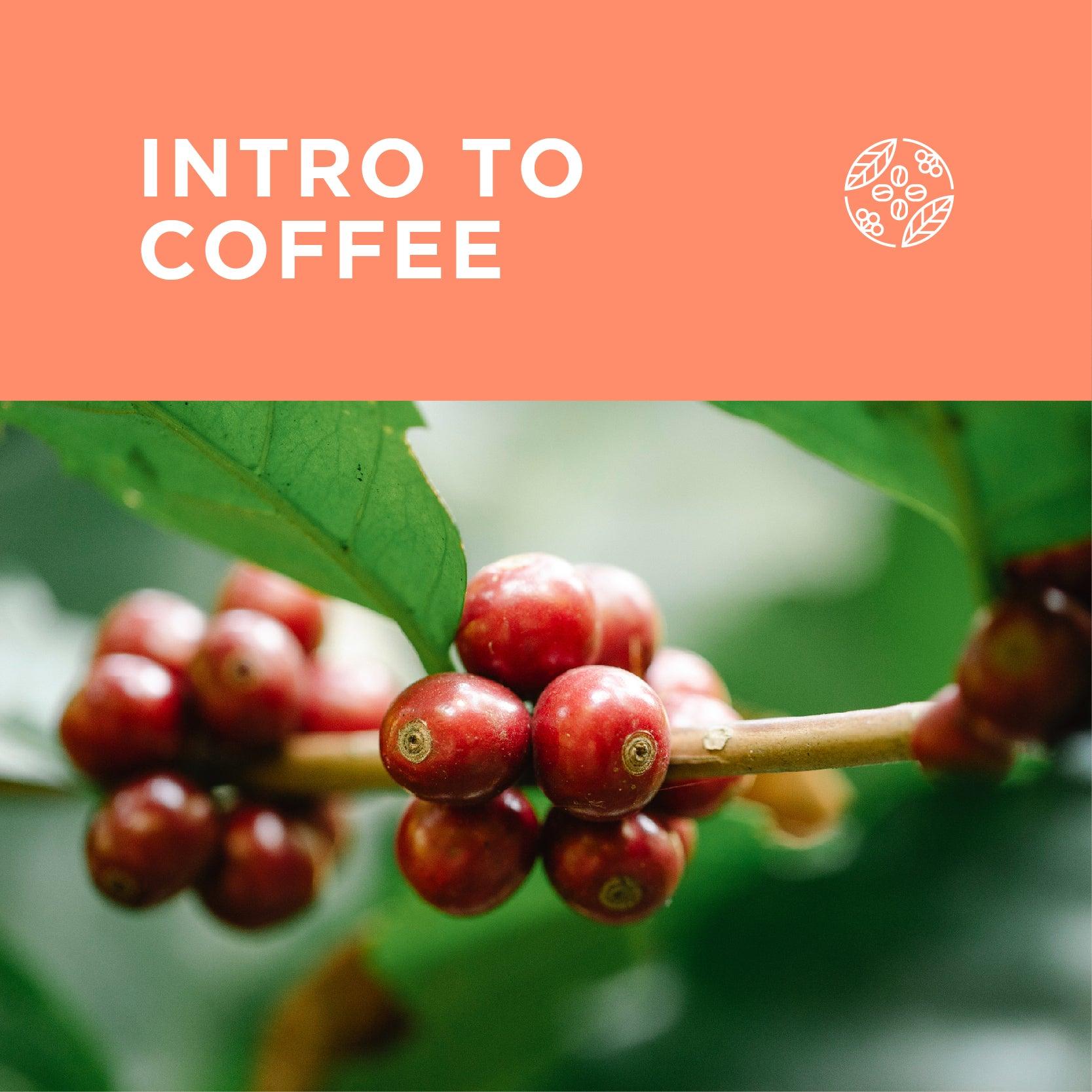 Intro to Coffee (2 Hours) - Forest Cloud