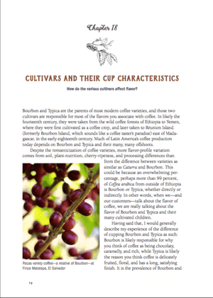 Dear Coffee Buyer - Forest Cloud