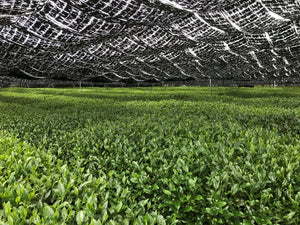 Miyama Matcha - Ceremonial Grade - Forest Cloud